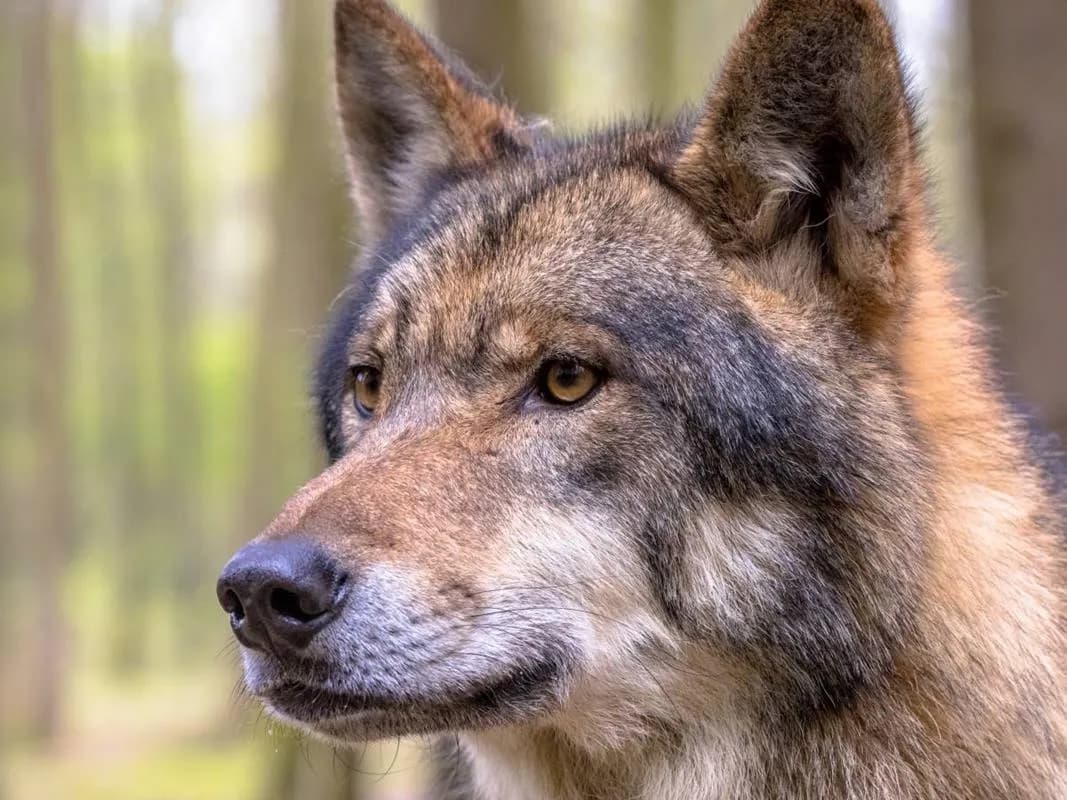 Jak szybko biega wilk? Odkryj fascynujące fakty o ich prędkości