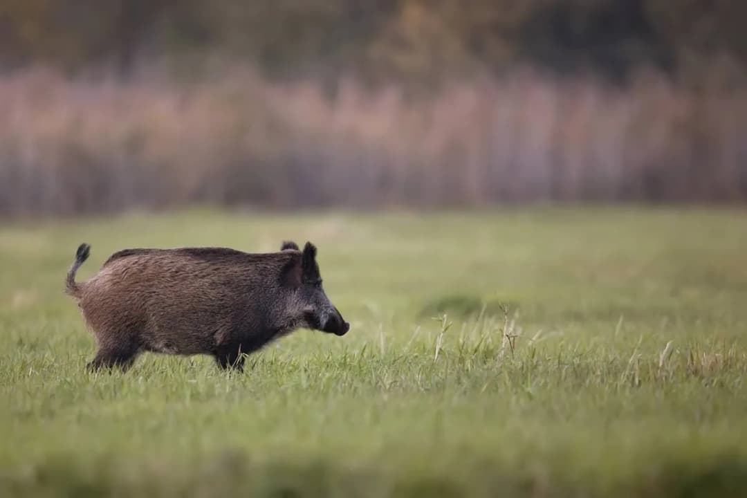 Jak szybko biega dzik? Odkryj jego niesamowite prędkości i zwinność