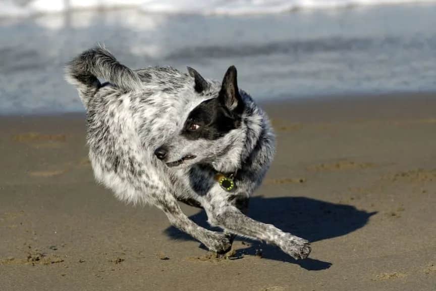 Dlaczego pies biega w kółko? Odkryj niepokojące przyczyny