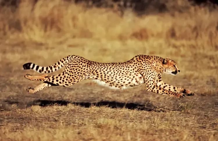 Jak szybko biega gepard? Zaskakujące fakty o jego prędkości